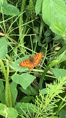 Boloria selene