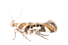 Aristotelia elegantella