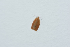 Clepsis consimilana