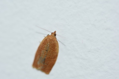 Clepsis consimilana