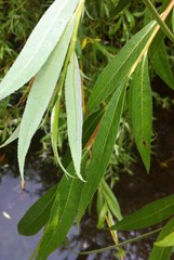 Salix alba