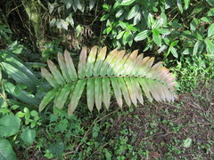 Blechnum cordatum