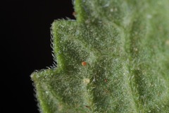 Berlandiera lyrata