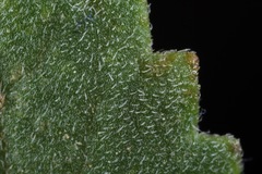 Berlandiera lyrata