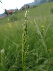 Trisetum flavescens