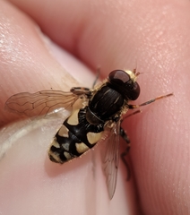 Parhelophilus rex