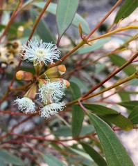 Eucalyptus calycogona