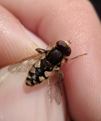 Parhelophilus rex