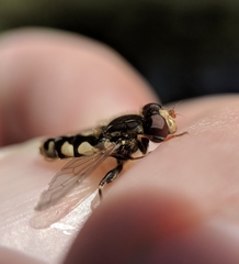 Parhelophilus rex
