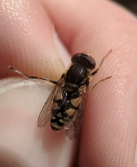 Parhelophilus rex