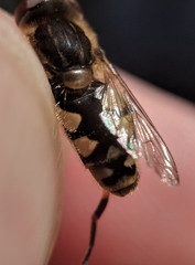Parhelophilus rex