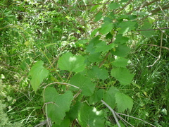 Vitis vinifera vinifera