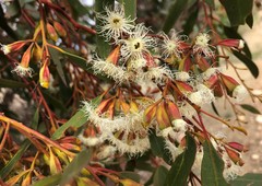 Eucalyptus calycogona