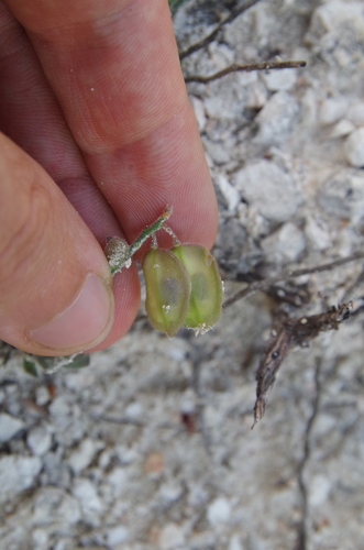 Image of Hebecarpa ovatifolia by (c) Eric Knight, some rights reserved (CC BY)