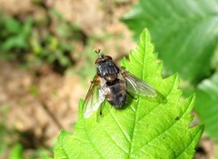 Blepharipa pratensis