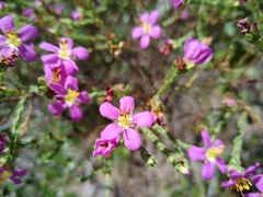 Microlicieae