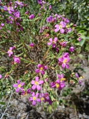 Microlicieae