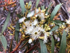 Eucalyptus calycogona
