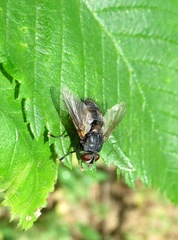 Blepharipa pratensis