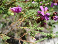 Microlicieae