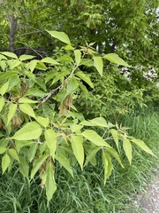 Acer negundo