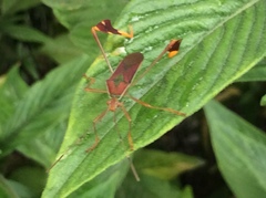 Anisoscelis scutellaris