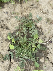 Erodium cicutarium