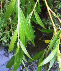 Salix alba
