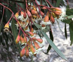 Eucalyptus calycogona