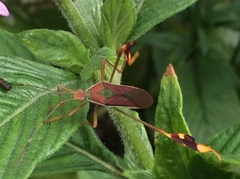 Anisoscelis scutellaris