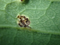 Puccinia aegopodii