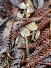 Mycena austrofilopes