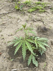 Cannabis sativa