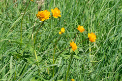 Trollius asiaticus
