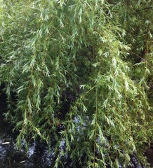 Salix alba