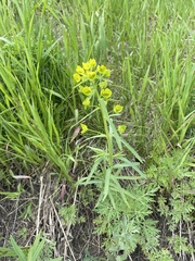 Euphorbia virgata