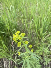 Euphorbia virgata
