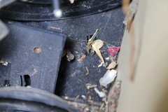 Apocephalus borealis