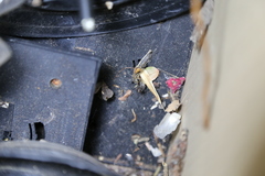 Apocephalus borealis