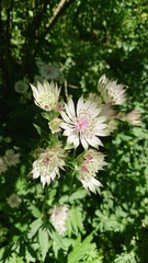 Astrantia