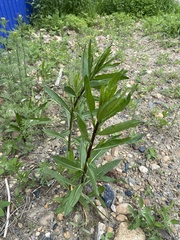 Cirsium arvense
