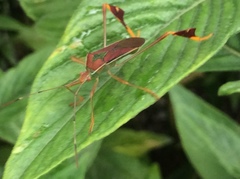 Anisoscelis scutellaris