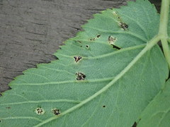Puccinia aegopodii