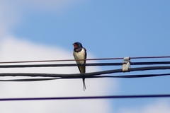 Hirundo rustica