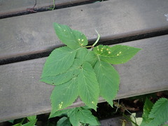Puccinia aegopodii