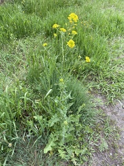 Sisymbrium loeselii