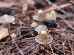 Mycena albidofusca