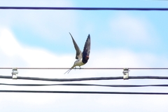 Hirundo rustica