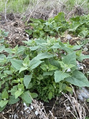 Atriplex sagittata