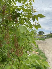 Acer negundo